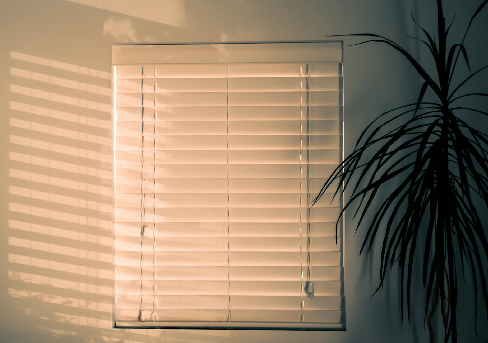 photo of window blinds near plant